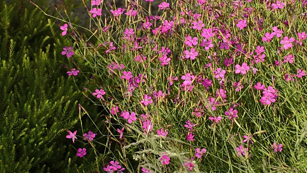 510007 - Maiden pink (Dianthus deltoides)