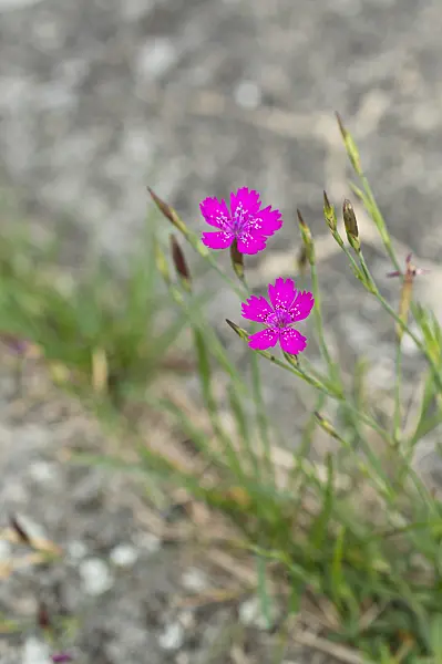 510093 - Maiden pink (Dianthus deltoides)