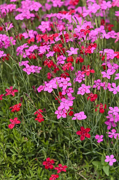 521192 - Maiden pink (Dianthus deltoides)