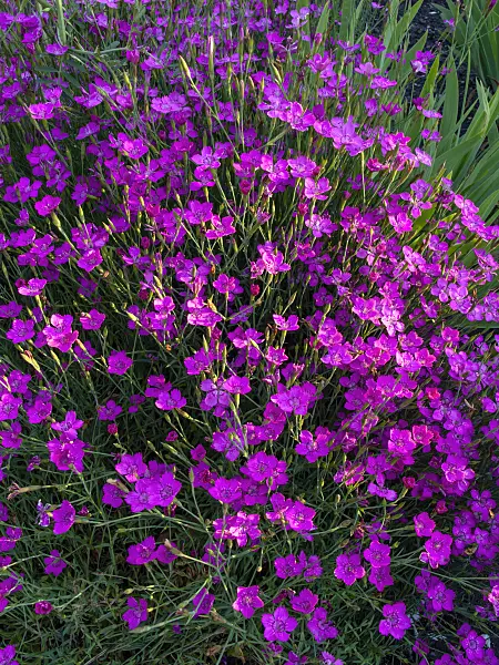 449001 - Maiden pink (Dianthus deltoides 'Roseus')