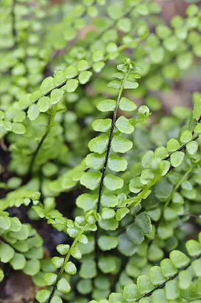 471340 - Maidenhair spleenwort (Asplenium trichomanes)