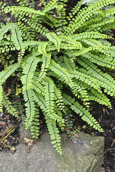 473004 - Maidenhair spleenwort (Asplenium trichomanes)