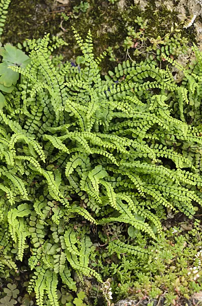 521327 - Maidenhair spleenwort (Asplenium trichomanes)