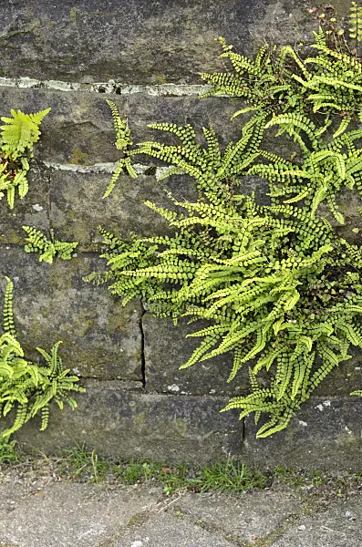 522008 - Maidenhair spleenwort (Asplenium trichomanes)