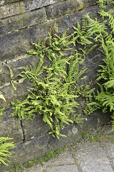 522009 - Maidenhair spleenwort (Asplenium trichomanes)