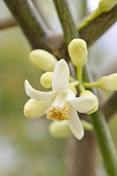 484087 - Main de Bouddha (Citrus medica 'Digitata')