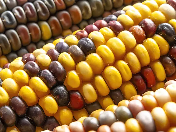 433153 - Maïs (Zea mays)