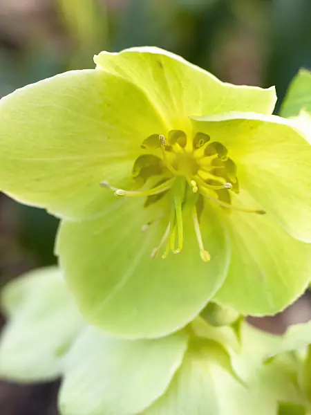 446026 - Majorcan hellebore (Helleborus lividus)