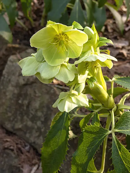446028 - Majorcan hellebore (Helleborus lividus)