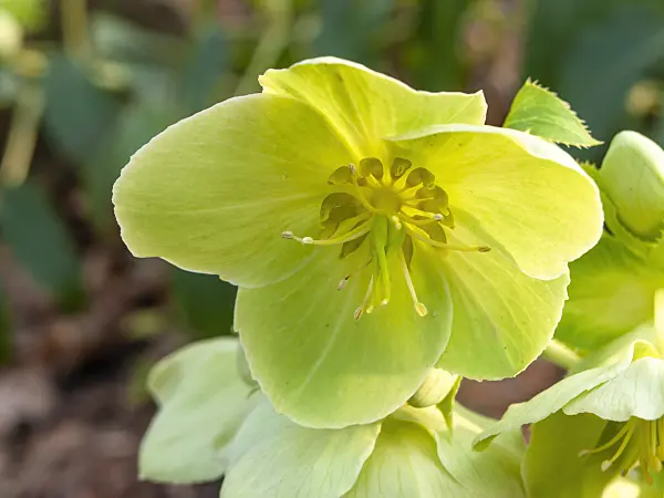 446029 - Majorcan hellebore (Helleborus lividus)