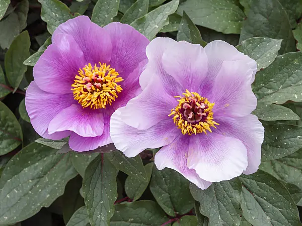 424036 - Majorcan peony (Paeonia cambessedesii)