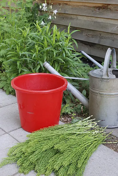 472176 - Making a liquid fertilizer from common horsetail (Equisetum arvense) (1)