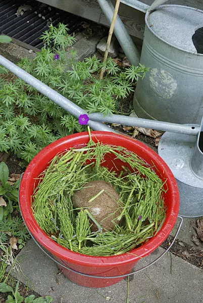 472178 - Making a liquid fertilizer from common horsetail (Equisetum arvense) (3)