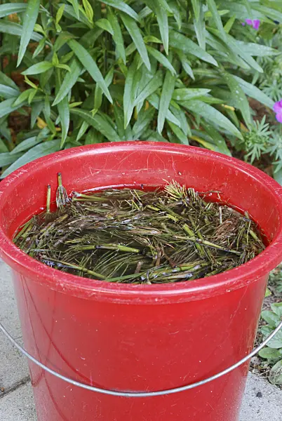 472180 - Making a liquid fertilizer from common horsetail (Equisetum arvense) (4)