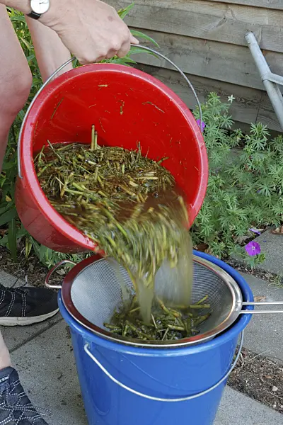 472181 - Making a liquid fertilizer from common horsetail (Equisetum arvense) (5)