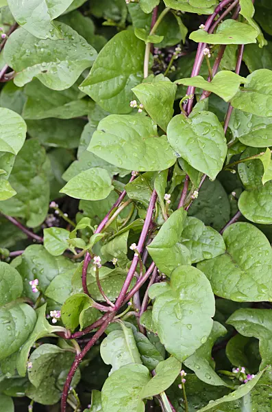 534475 - Malabar spinach (Basella alba 'Rubra')