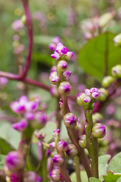 559117 - Malabar spinach (Basella alba 'Rubra')