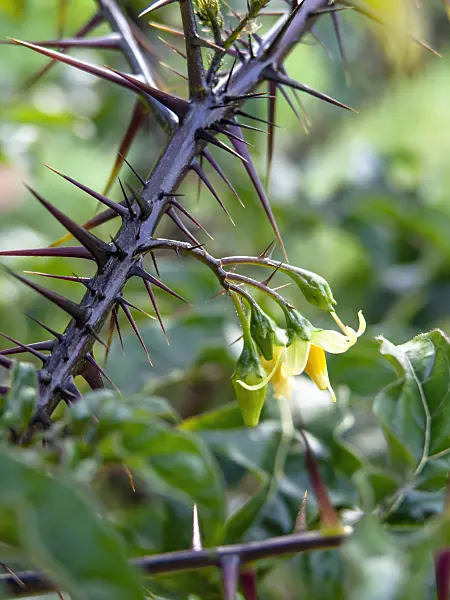 441044 - Malevolence (Solanum atropurpureum)