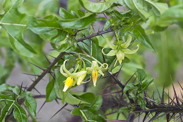 561047 - Malevolence (Solanum atropurpureum)