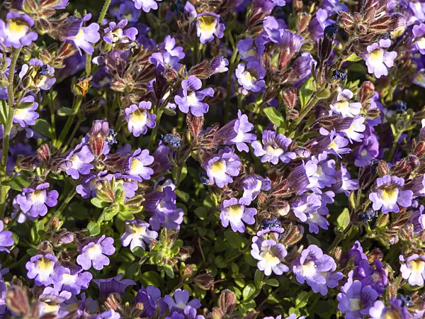 425090 - Malling toadflax (Chaenorhinum origanifolium 'Blue Dream')