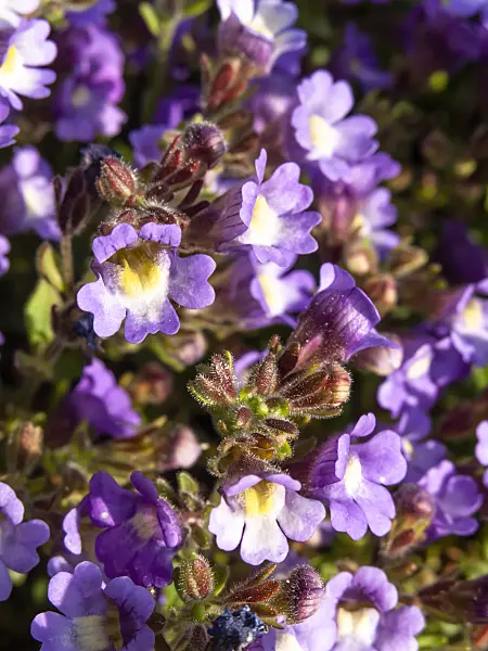 425091 - Malling toadflax (Chaenorhinum origanifolium 'Blue Dream')