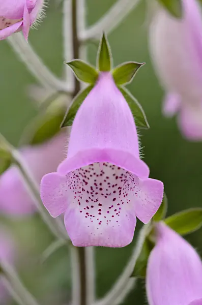 519083 - Mallorca foxglove (Digitalis minor)