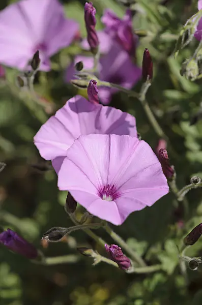 533062 - Mallow bindweed (Convolvulus althaeoides)