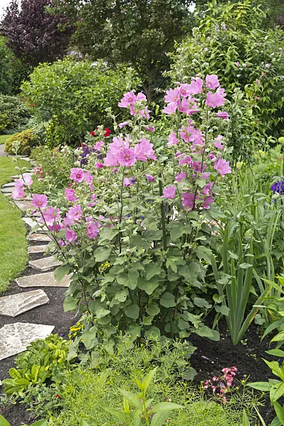 558306 - Mallow (Malva)