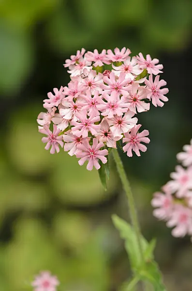 521331 - Maltese cross (Lychnis chalcedonica 'Carnea' syn. Silene chalcedonica 'Carnea')