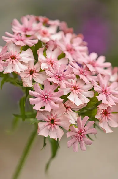 521332 - Maltese cross (Lychnis chalcedonica 'Carnea' syn. Silene chalcedonica 'Carnea')