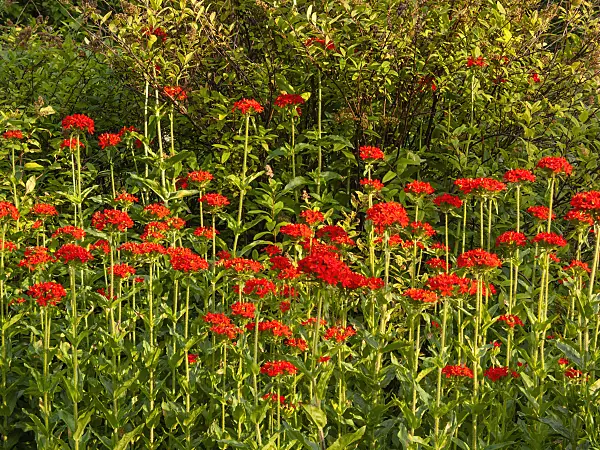 414193 - Maltese cross (Lychnis chalcedonica syn. Silene chalcedonica)