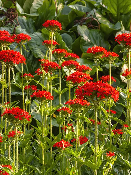 414194 - Maltese cross (Lychnis chalcedonica syn. Silene chalcedonica)