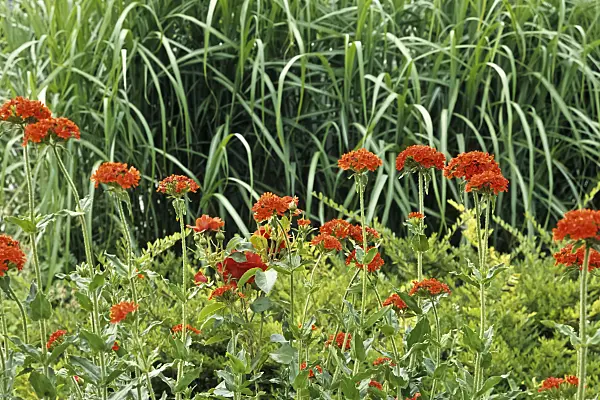 442054 - Maltese cross (Lychnis chalcedonica syn. Silene chalcedonica)