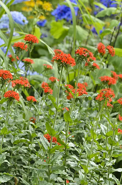 497259 - Maltese cross (Lychnis chalcedonica syn. Silene chalcedonica)