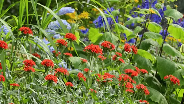 497271 - Maltese cross (Lychnis chalcedonica syn. Silene chalcedonica)