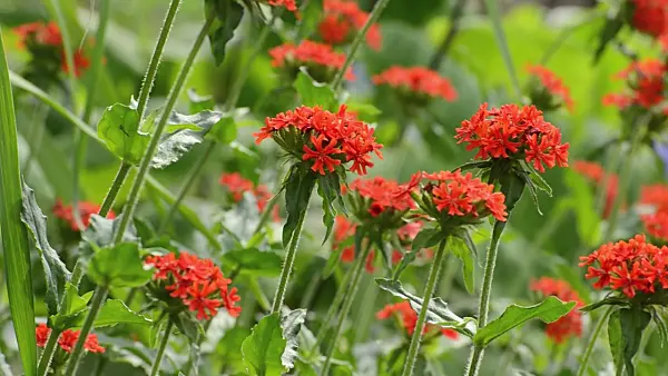 497272 - Maltese cross (Lychnis chalcedonica syn. Silene chalcedonica)