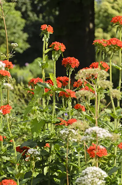 521428 - Maltese cross (Lychnis chalcedonica syn. Silene chalcedonica)
