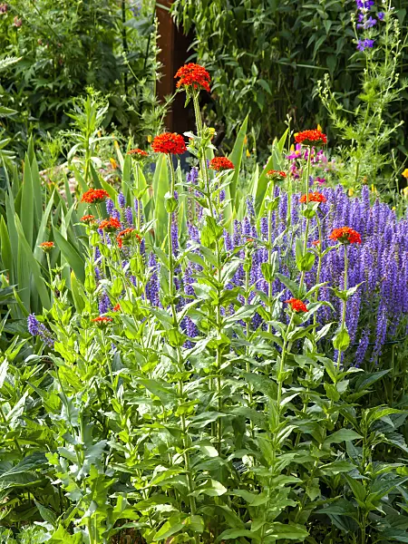 461070 - Maltese cross (Lychnis chalcedonica syn. Silene chalcedonica) and woodland sage (Salvia nemorosa)
