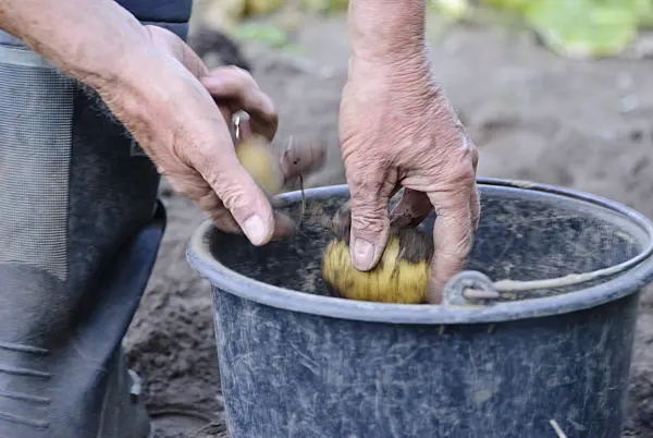 483034 - Man harvesting potatoes (Solanum tuberosum)