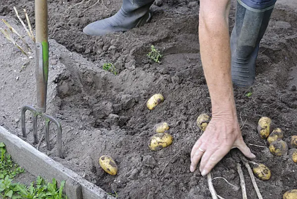 483023 - Man lifting out potatoes (Solanum tuberosum)