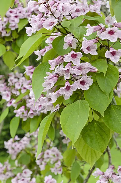 508143 - Manchurian catalpa (Catalpa bungei)