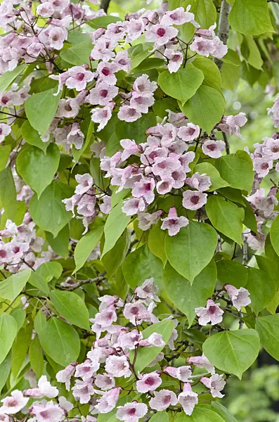 508144 - Manchurian catalpa (Catalpa bungei)