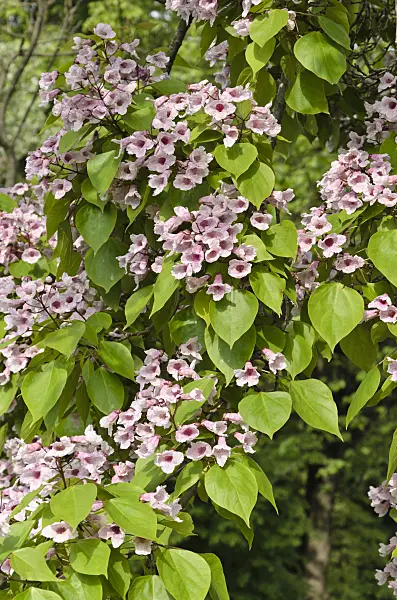 508150 - Manchurian catalpa (Catalpa bungei)