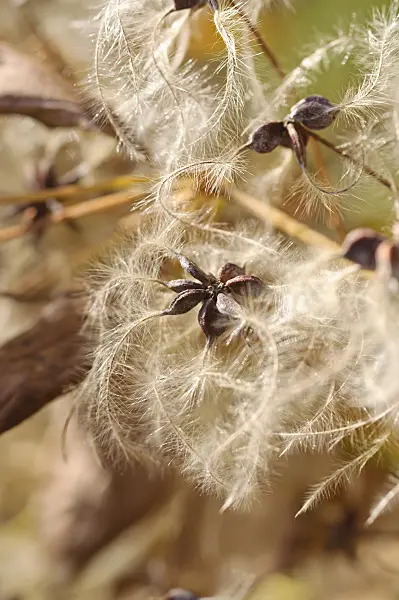 489122 - Manchurian clematis (Clematis mandshurica)
