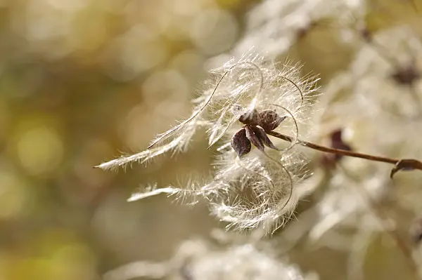 489123 - Manchurian clematis (Clematis mandshurica)