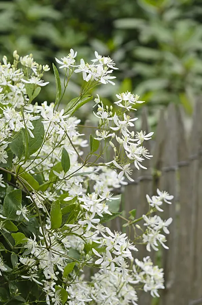521451 - Manchurian clematis (Clematis mandshurica)