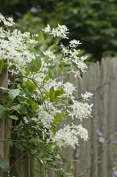 521452 - Manchurian clematis (Clematis mandshurica)
