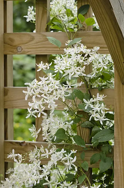 521453 - Manchurian clematis (Clematis mandshurica)