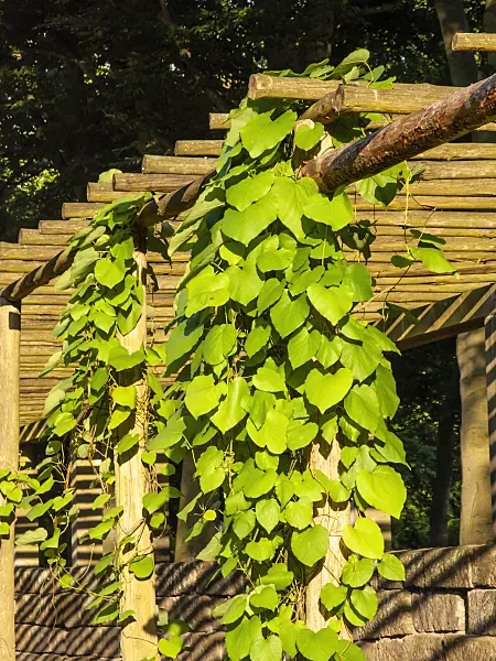 461136 - Manchurian dutchman's pipe (Aristolochia manshuriensis)