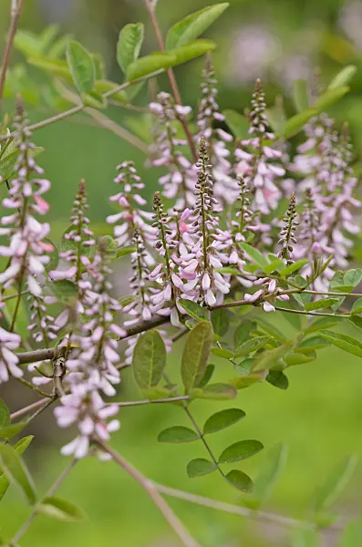 533599 - Manchurian indigo (Indigofera kirilowii)
